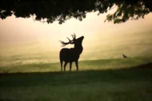 photo Ecoute du brame du cerf en forêt de la Double