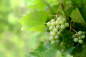 photo Journées du Patrimoine à Sauternes - Vignes à la carte