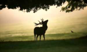 ENS Le Léché et Bois de l’Hospice, Saulgé : A la rencontre du peuple de la nuit et du brame du cerf