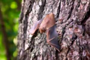 Construction de gîtes à chauves-souris