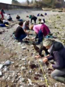 BIOLIT - Les Observateurs du Littoral : participez à un suivi de l'estran du littoral basqu