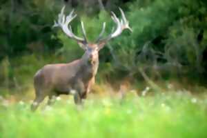 photo Exposition photo : Le Brâme du Cerf