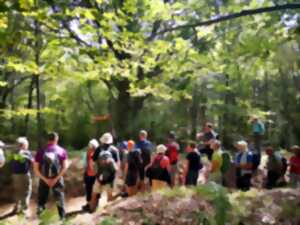 Itinérance sur le champ de bataille du Hartmannswillerkopf