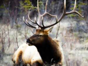 photo A LA DÉCOUVERTE DU BRAME DU CERF