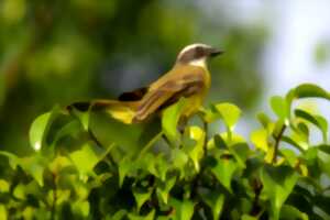 photo Les Rendez-vous d'automne du Festival de l'oiseau et de la nature