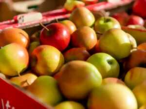 photo FÊTE DE LA POMME