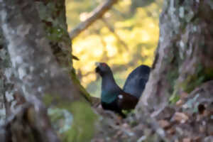 EXPOSITION PHOTO : PYRÉNÉES INTIMES