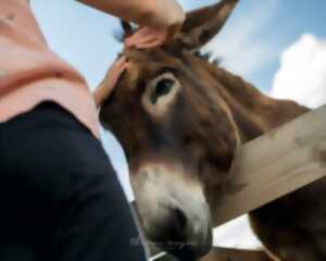 photo Hexe Hoft : La magie des animaux