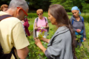 LES SORTIES NATURE - LES PLANTES ET LA SORCELLERIE