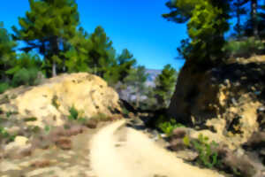 photo LES PINS DE SALZMANN ET L'HISTOIRE DE LA FORET EN CONFLENT