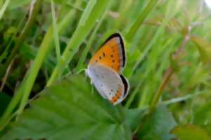 Le petit peuple des herbes folles