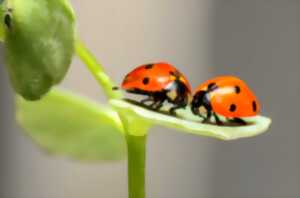 photo Atelier : Découverte des insectes