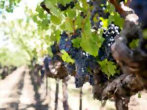 photo CONFÉRENCE - LA VIGNE EN MEUSE