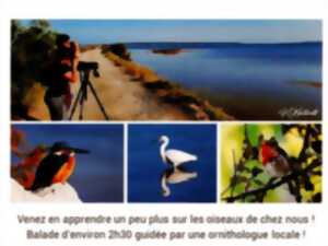 photo BALADE À LA DÉCOUVERTE DES OISEAUX