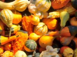 photo Courges d'automne