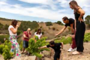 TERRE DES TEMPLIERS : VISITE VIGNERONNE & DÉGUSTATION