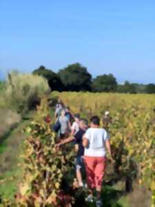 DOMAINE MAS GREGORI : BALADE DINATOIRE DANS LES VIGNES