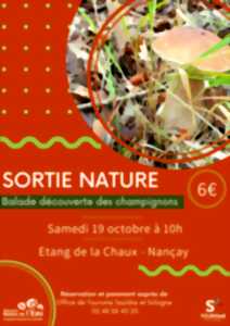 photo Sortie Nature : Balade découverte des champignons