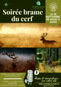 Soirée brame du cerf