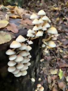 photo Le monde mystérieux des champignons