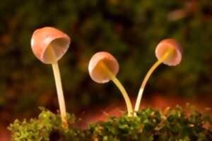 photo Anim' tes vacances d'automne - Les champignons