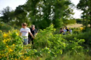 photo Visite pédagogique de la forêt comestible 