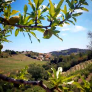 RANDONNEE ENCADREE PORT-VENDRES CLOS ST THÉRÈSE