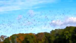 photo Le temps des palombes