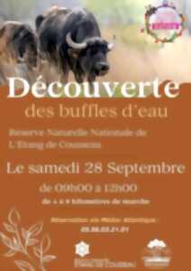 Découverte des buffles d'eau - Sur réservation