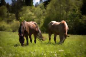 photo Journée du Cheval