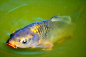 photo Mini-enduro de pêche à la carpe