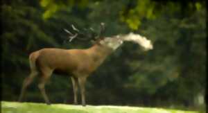 photo Balade : le brâme du cerf