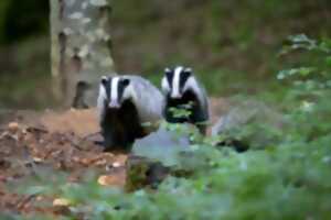 Semaine du climat - Balade animée en forêt