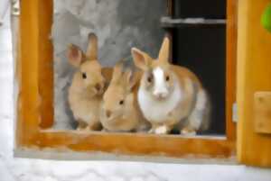 photo Atelier nature : les animaux de la ferme