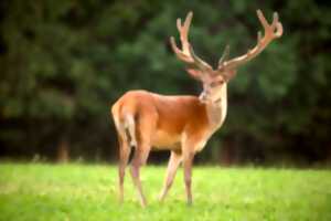 photo EXPOSITION CHAMPIGNONS ET BOIS DE CERFS