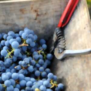 photo Journée vendanges au Château De La Croix