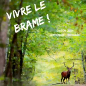 photo Vivre le brame du cerf