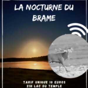 photo La nocturne du brame