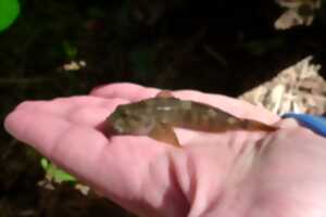 photo À LA DÉCOUVERTE DES POISSONS MIGRATEURS DU FLEUVE HÉRAULT - FÊTE DE LA SCIENCE