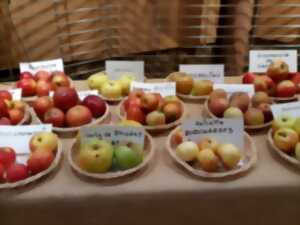 photo Exposition de fruits d'automne