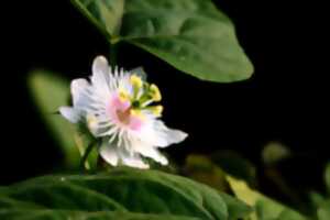 photo Eclat floral dans les vignes