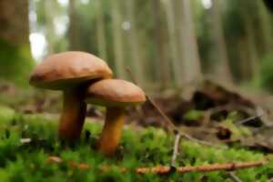 photo A la chasse aux champignons