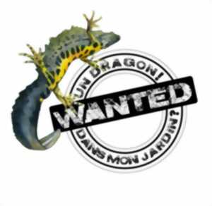 Chasse aux dragons (amphibiens)