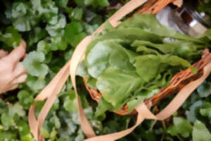 photo Balade reconnaissance des plantes sauvages comestibles et dégustation