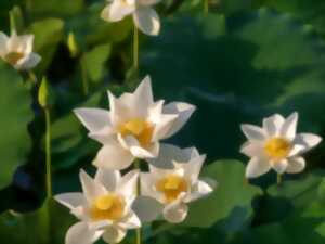 photo BOURSE AUX PLANTES