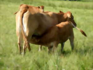 Visite de la Ferme de Laubanie