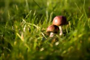 photo INVENTAIRE DES CHAMPIGNONS