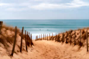 photo Découverte des plantes des dunes à Hossegor