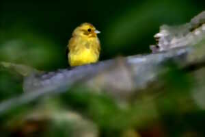 photo Sortie nature - Oiseaux des villes et des champs