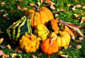 Courges en fête